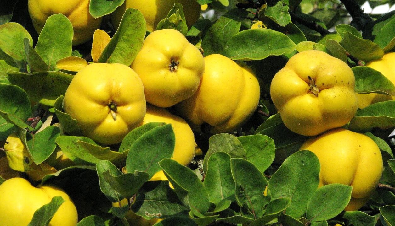 Les feuilles de pomme de cotogne sont utilisées dans le diabète folkhérapie